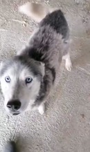 LENKA, Hund, Mischlingshund in Rumänien - Bild 3