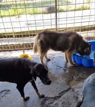 LENKA, Hund, Mischlingshund in Rumänien - Bild 5