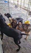 LENKA, Hund, Mischlingshund in Rumänien - Bild 6