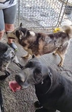 LENKA, Hund, Mischlingshund in Rumänien - Bild 7