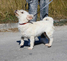 ONJA, Hund, Mischlingshund in Bulgarien - Bild 2