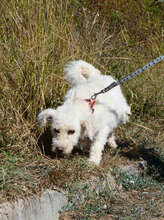 ONJA, Hund, Mischlingshund in Bulgarien - Bild 3