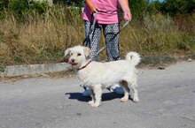 ONJA, Hund, Mischlingshund in Bulgarien - Bild 5