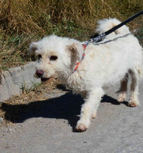 ONJA, Hund, Mischlingshund in Bulgarien - Bild 6