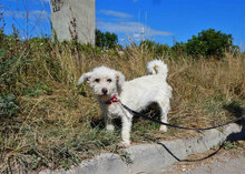 ONJA, Hund, Mischlingshund in Bulgarien - Bild 7