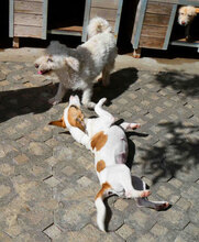 ONJA, Hund, Mischlingshund in Bulgarien - Bild 8