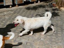 ONJA, Hund, Mischlingshund in Bulgarien - Bild 9
