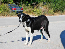 MINU, Hund, Mischlingshund in Bulgarien - Bild 2