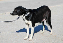 MINU, Hund, Mischlingshund in Bulgarien - Bild 3
