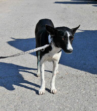 MINU, Hund, Mischlingshund in Bulgarien - Bild 4