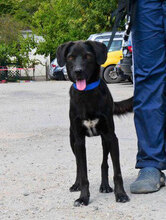 JAGGER, Hund, Mischlingshund in Bulgarien - Bild 1