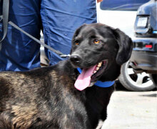 JAGGER, Hund, Mischlingshund in Bulgarien - Bild 2