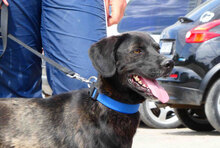 JAGGER, Hund, Mischlingshund in Bulgarien - Bild 4