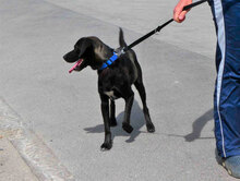 JAGGER, Hund, Mischlingshund in Bulgarien - Bild 6