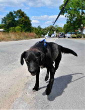 JAGGER, Hund, Mischlingshund in Bulgarien - Bild 8