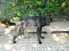 JAGGER, Hund, Mischlingshund in Bulgarien - Bild 9