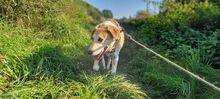 CINDERELLA, Hund, Mischlingshund in Wesel - Bild 2