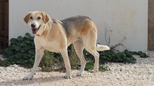 CINDERELLA, Hund, Mischlingshund in Wesel - Bild 7