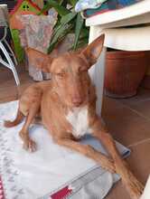 BALAR, Hund, Podenco in Spanien - Bild 1