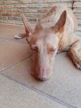 BALAR, Hund, Podenco in Spanien - Bild 11