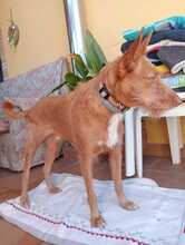 BALAR, Hund, Podenco in Spanien - Bild 5