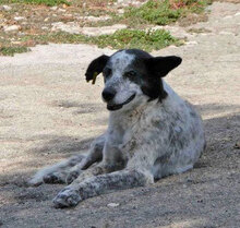 MARCIA, Hund, Mischlingshund in Bulgarien - Bild 1