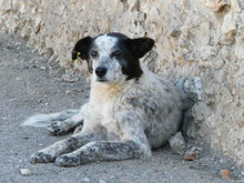 MARCIA, Hund, Mischlingshund in Bulgarien - Bild 3