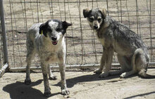 MARCIA, Hund, Mischlingshund in Bulgarien - Bild 6