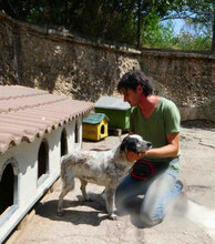 MARCIA, Hund, Mischlingshund in Bulgarien - Bild 7