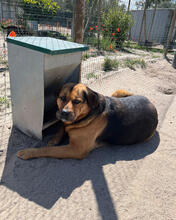 ROSA, Hund, Mischlingshund in Portugal - Bild 1