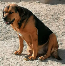 ROSA, Hund, Mischlingshund in Portugal - Bild 2