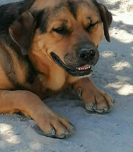 ROSA, Hund, Mischlingshund in Portugal - Bild 3