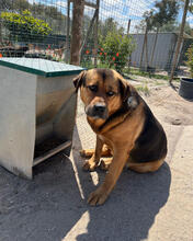 ROSA, Hund, Mischlingshund in Portugal - Bild 6