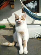 ANDY, Katze, Hauskatze in Bulgarien - Bild 1
