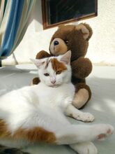LARA, Katze, Hauskatze in Bulgarien - Bild 1