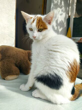 LARA, Katze, Hauskatze in Bulgarien - Bild 4