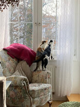 FABIAN, Katze, Hauskatze in Antrifttal - Bild 5