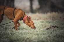 REYBEN, Hund, Mischlingshund in Wolfach - Bild 10