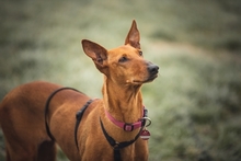 REYBEN, Hund, Mischlingshund in Waldkirch - Bild 13