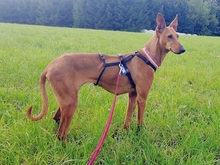 REYBEN, Hund, Mischlingshund in Wolfach - Bild 2