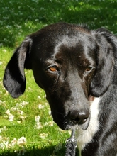 UGO, Hund, Mischlingshund in Sassenberg - Bild 7