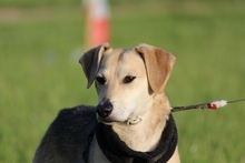 ATHOS, Hund, Mischlingshund in Weißenbrunn - Bild 12