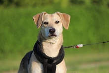 ATHOS, Hund, Mischlingshund in Weißenbrunn - Bild 15