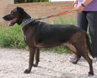 NEGRETA, Hund, Mischlingshund in Spanien - Bild 2