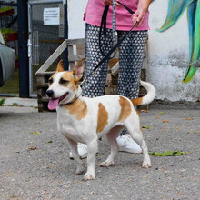 LILLA, Hund, Jack Russell Terrier-Mix in Bulgarien - Bild 10