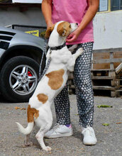 LILLA, Hund, Jack Russell Terrier-Mix in Bulgarien - Bild 12