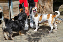 LILLA, Hund, Jack Russell Terrier-Mix in Bulgarien - Bild 2