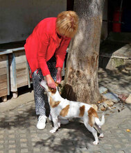 LILLA, Hund, Jack Russell Terrier-Mix in Bulgarien - Bild 3