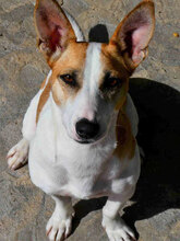 LILLA, Hund, Jack Russell Terrier-Mix in Bulgarien - Bild 4