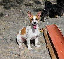 LILLA, Hund, Jack Russell Terrier-Mix in Bulgarien - Bild 5